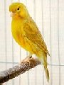 canari