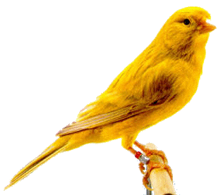canari