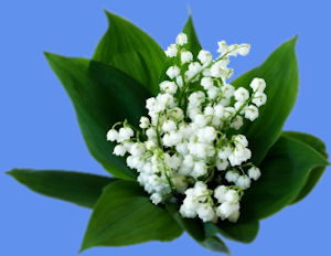 muguet