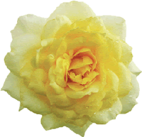 rose jaune